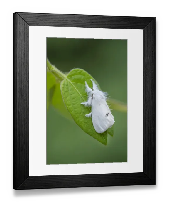 Framed Print : Yellow-tail moth (Euproctis similis) on a leaf, Montiaghs Moss National Nature Reserve, County Antrim, Northern Ireland. July Framed Print : Yellow-tail moth (Euproctis similis) on a leaf, Montiaghs Moss National Nature Reserve, County Antrim, Northern Ireland. July