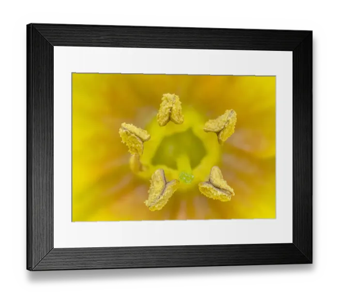 Framed Print : Yellow loosestrife (Lysimachia punctata) close up of stamens, County Down, Northern Ireland. July Framed Print : Yellow loosestrife (Lysimachia punctata) close up of stamens, County Down, Northern Ireland. July