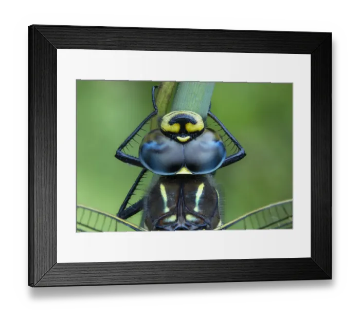 Framed Print : Common hawker (Aeshna Juncea) head detail, Brackagh Moss National Nature Reserve, County Armagh, Northern Ireland. July Framed Print : Common hawker (Aeshna Juncea) head detail, Brackagh Moss National Nature Reserve, County Armagh, Northern Ireland. July