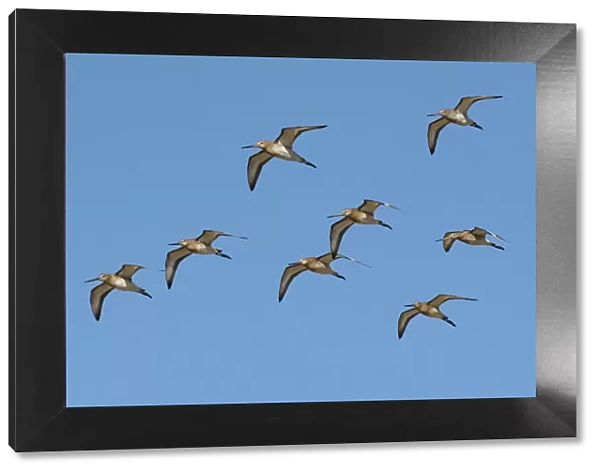 Small flock of migrating Black-tailed godwits (Limosa limosa) in flight against a bright blue sky, River Coquet Estuary, Northumberland, UK. September