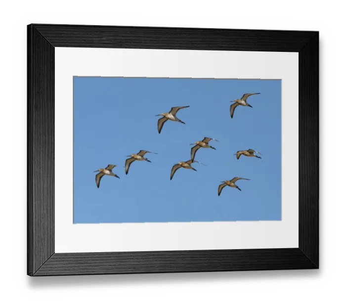Framed Print : Small flock of migrating Black-tailed godwits (Limosa limosa) in flight against a bright blue sky, River Coquet Estuary, Northumberland, UK. September Framed Print : Small flock of migrating Black-tailed godwits (Limosa limosa) in flight against a bright blue sky, River Coquet Estuary, Northumberland, UK. September
