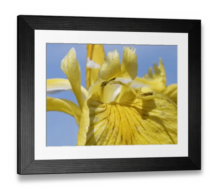 Framed Print : Female Goldenrod crab spider (Misumena vatia) camouflaged on Yellow flag iris (Iris pseudacorus) flower waiting for prey to land, Kenfig National Nature Reserve, Glamorgan, Wales, UK, June
