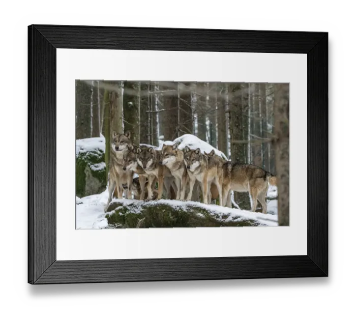 Framed Print : Wolf (Canis lupus) pack huddling together in snow-covered forest, Sumava National Park, Bohemian Forest, Czech Republic. Captive Framed Print : Wolf (Canis lupus) pack huddling together in snow-covered forest, Sumava National Park, Bohemian Forest, Czech Republic. Captive