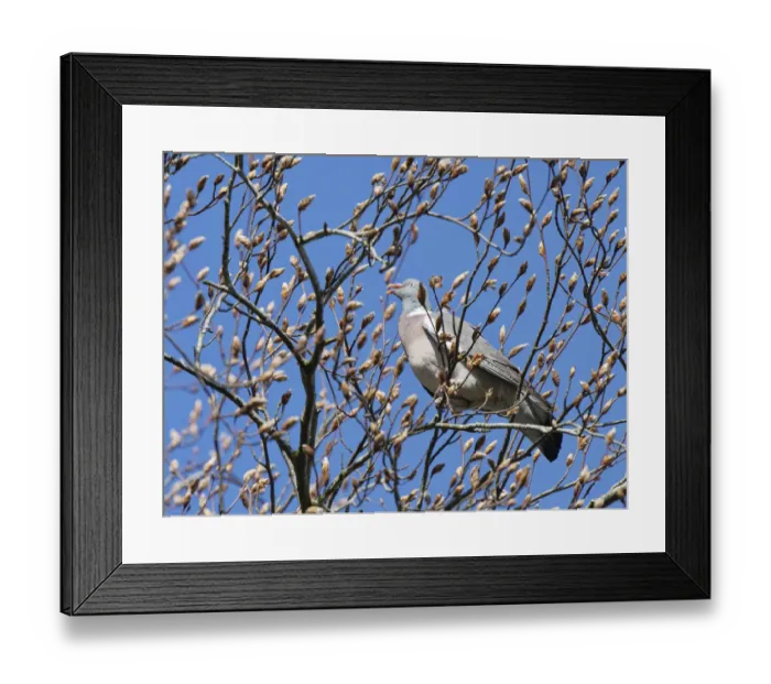 Framed Print : Wood pigeon (Columba palumbus) perched in a Beech tree (Fagus sylvatica) feeding on buds, Wiltshire, UK, April Framed Print : Wood pigeon (Columba palumbus) perched in a Beech tree (Fagus sylvatica) feeding on buds, Wiltshire, UK, April