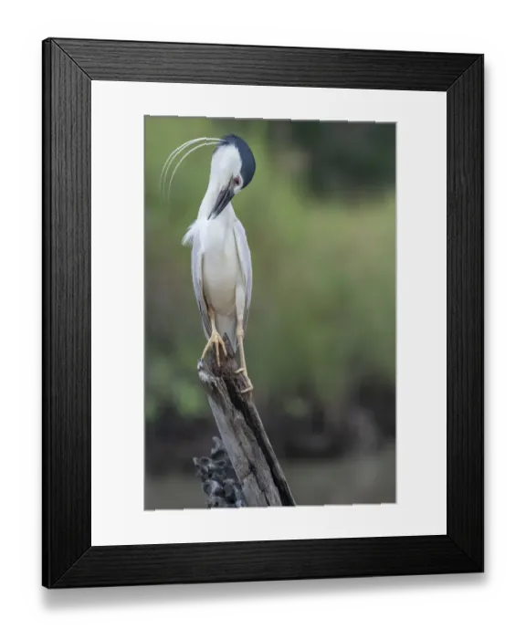 Framed Print : Black-crowned night heron (Nycticorax nycticorax) perched on a stump, preening, Allahein river, The Gambia