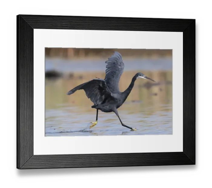 Framed Print : Western reef egret (Egretta gularis) running through shallow water with wings open, chasing small fish, Kotu creek, The Gambia Framed Print : Western reef egret (Egretta gularis) running through shallow water with wings open, chasing small fish, Kotu creek, The Gambia