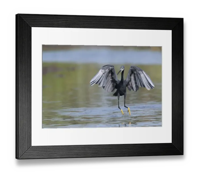 Framed Print : Western reef egret (Egretta gularis) running through shallow water with wings open, chasing small fish, Kotu creek, The Gambia Framed Print : Western reef egret (Egretta gularis) running through shallow water with wings open, chasing small fish, Kotu creek, The Gambia