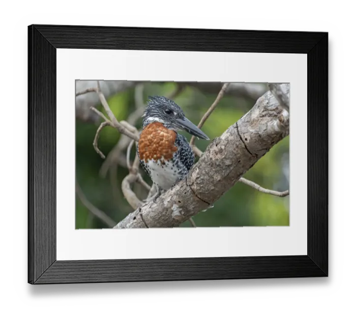 Framed Print : Male Giant kingfisher (Megaceryle maxima) perched on branch, Allahein river, The Gambia Framed Print : Male Giant kingfisher (Megaceryle maxima) perched on branch, Allahein river, The Gambia