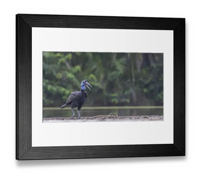 Framed Print : Female Abyssinian ground hornbill (Bucorvus Abyssinicus) walking along riverbank, Allahein River, The Gambia Framed Print : Female Abyssinian ground hornbill (Bucorvus Abyssinicus) walking along riverbank, Allahein River, The Gambia