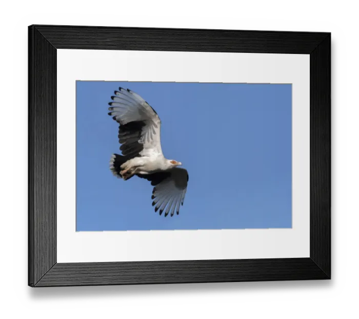 Framed Print : Palm-nut vulture (Gypohierax angolensis) in flight, Allahein river, The Gambia Framed Print : Palm-nut vulture (Gypohierax angolensis) in flight, Allahein river, The Gambia