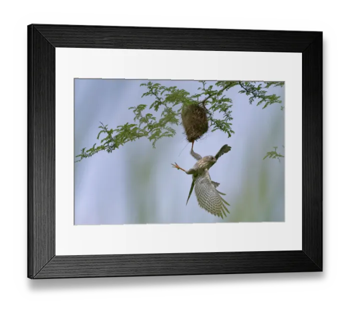 Framed Print : Gabar goshawk (Micronisus gabar) juvenile, plundering nest of Weaverbird, Allahein river, The Gambia Framed Print : Gabar goshawk (Micronisus gabar) juvenile, plundering nest of Weaverbird, Allahein river, The Gambia