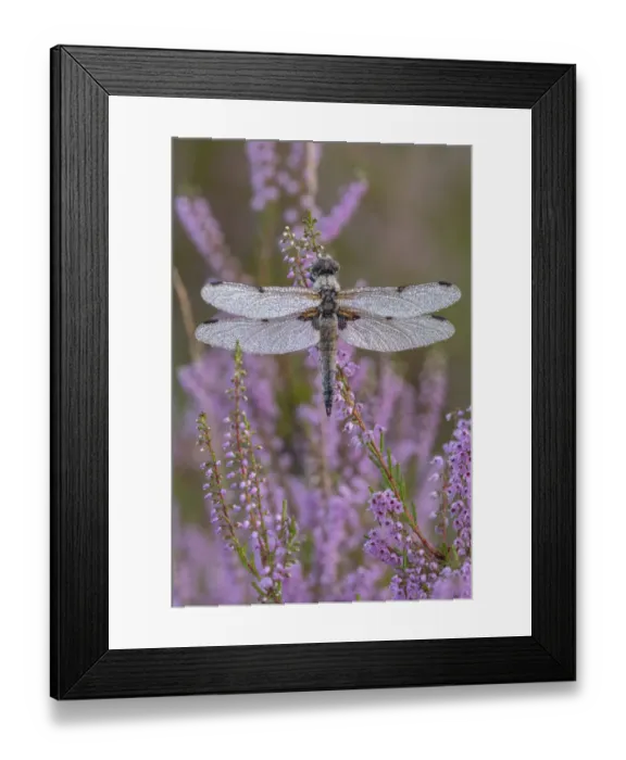 Framed Print : Four spotted chaser (Libellula quadrimaculata) on Common heather (Calluna vulgaris), Klein Schietveld Nature Reserve, Brasschaat, Belgium. August