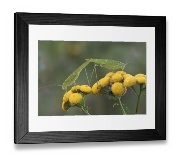 Framed Print : Two Crickets (Phaneroptera sp. ) feeding on Tansy (Tanacetum vulgare) in the rain, Klein Schietveld Nature Reserve, Brasschaat, Belgium. August Framed Print : Two Crickets (Phaneroptera sp. ) feeding on Tansy (Tanacetum vulgare) in the rain, Klein Schietveld Nature Reserve, Brasschaat, Belgium. August