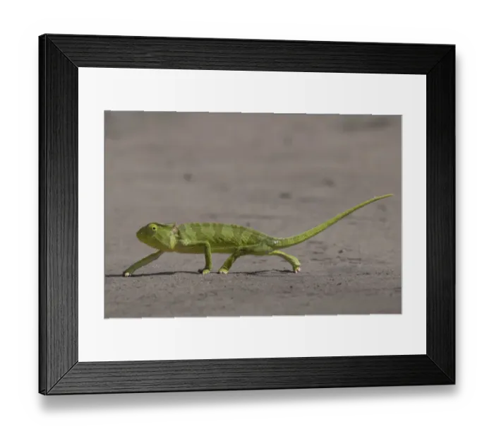 Framed Print : Senegal chameleon (Chamaeleo senegalensis) walking over flat ground, Allahein river, The Gambia Framed Print : Senegal chameleon (Chamaeleo senegalensis) walking over flat ground, Allahein river, The Gambia
