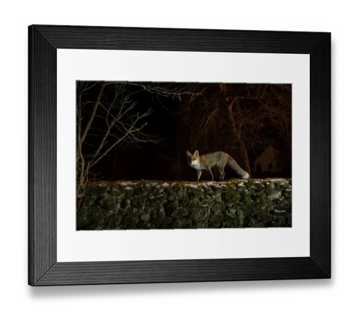 Framed Print : Female Red fox (Vulpes vulpes) observing the yard from the top of the old stone wall, trying to determine whether it is safe to enter, Hungary. January Framed Print : Female Red fox (Vulpes vulpes) observing the yard from the top of the old stone wall, trying to determine whether it is safe to enter, Hungary. January