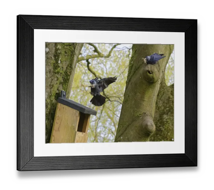 Framed Print : Jackdaw (Corvus monedula) pair returning with beakfuls of animal hair to line their nest after evicting a pair of Grey squirrels from the nest box, Wiltshire, UK, March Framed Print : Jackdaw (Corvus monedula) pair returning with beakfuls of animal hair to line their nest after evicting a pair of Grey squirrels from the nest box, Wiltshire, UK, March