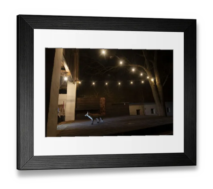 Framed Print : Female Red fox (Vulpes vulpes) waiting to be fed at the back entrance of a house, Hungary. January Framed Print : Female Red fox (Vulpes vulpes) waiting to be fed at the back entrance of a house, Hungary. January