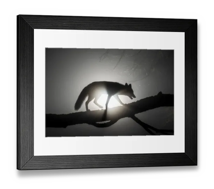 Framed Print : Female Red fox (Vulpes vulpes) walking along tree trunk in heavy fog at night. Light source behind the subject creates dramatic, volumetric lighting, Hungary, January Framed Print : Female Red fox (Vulpes vulpes) walking along tree trunk in heavy fog at night. Light source behind the subject creates dramatic, volumetric lighting, Hungary, January