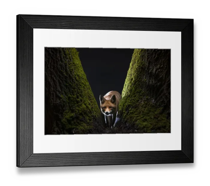 Framed Print : Female Red fox (Vulpes vulpes) cautiously staring at the camera from the base of a moss-covered tree, Hungary. January Framed Print : Female Red fox (Vulpes vulpes) cautiously staring at the camera from the base of a moss-covered tree, Hungary. January