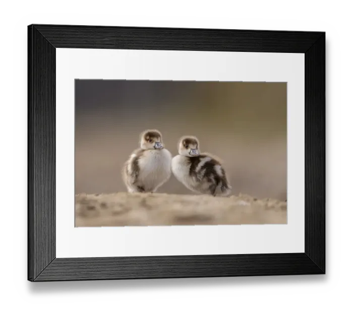 Framed Print : Two Egyptian geese (Alopochen aegyptiaca) goslings standing side by side, London, UK. February Framed Print : Two Egyptian geese (Alopochen aegyptiaca) goslings standing side by side, London, UK. February