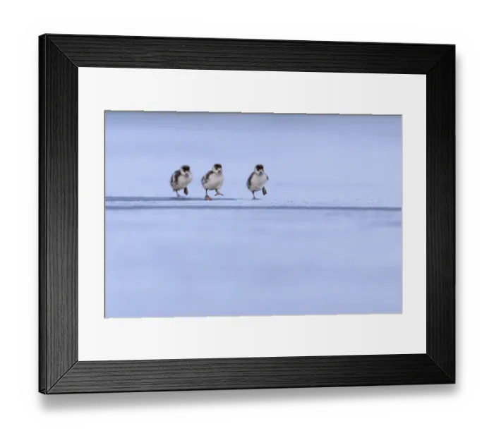 Framed Print : Three Egyptian geese (Alopochen aegyptiaca) goslings running across frozen lake, London, UK. February Framed Print : Three Egyptian geese (Alopochen aegyptiaca) goslings running across frozen lake, London, UK. February