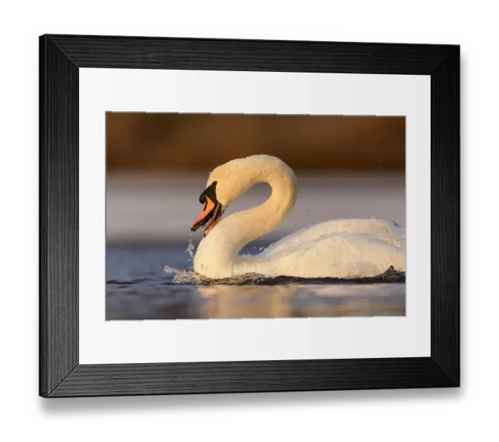 Framed Print : Mute swan (Cygnus olor) splashing water with beak to wash itself in lake, London, UK. February Framed Print : Mute swan (Cygnus olor) splashing water with beak to wash itself in lake, London, UK. February