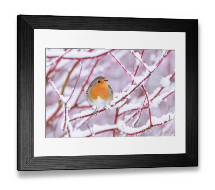 Framed Print : European robin (Erithacus rubecula) perched on snow-covered branch, Richmond Park, London, UK. January Framed Print : European robin (Erithacus rubecula) perched on snow-covered branch, Richmond Park, London, UK. January