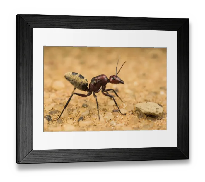 Framed Print : Namib desert dune ant (Camponotus detritus), queen on sand with visible wing scars on her thorax, Swakopmund, Namibia Framed Print : Namib desert dune ant (Camponotus detritus), queen on sand with visible wing scars on her thorax, Swakopmund, Namibia