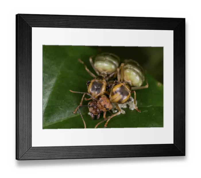 Framed Print : Two Asian weaver ants (Oecophylla smaragdina), queens founding a new nest, tending to eggs, West Bengal, India Framed Print : Two Asian weaver ants (Oecophylla smaragdina), queens founding a new nest, tending to eggs, West Bengal, India