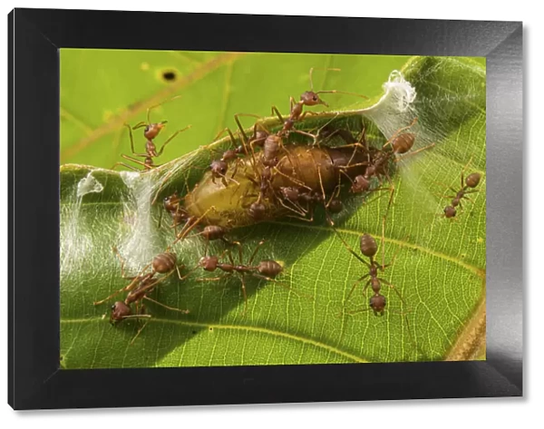 Asian weaver ants (Oecophylla smaragdina) protecting a parasitic butterfly pupa (probably Lycaenidae sp. ) which exploit the ants for food and protection for its development
