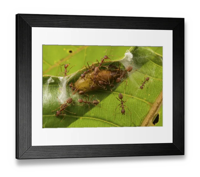 Framed Print : Asian weaver ants (Oecophylla smaragdina) protecting a parasitic butterfly pupa (probably Lycaenidae sp. ) which exploit the ants for food and protection for its development Framed Print : Asian weaver ants (Oecophylla smaragdina) protecting a parasitic butterfly pupa (probably Lycaenidae sp. ) which exploit the ants for food and protection for its development