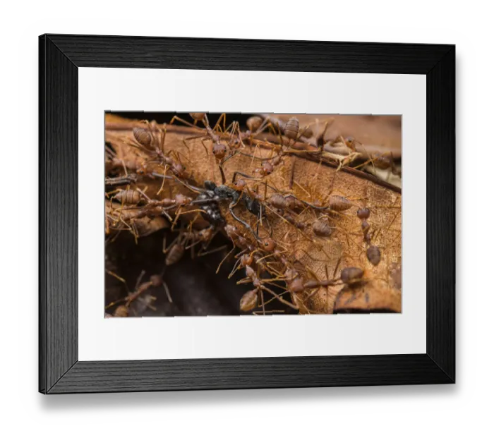Framed Print : Swarm of Asian weaver ants (Oecophylla smaragdina) attacking a Finger-print ant (Diacamma sp. ), Kubah National Park, Sarawak, Borneo