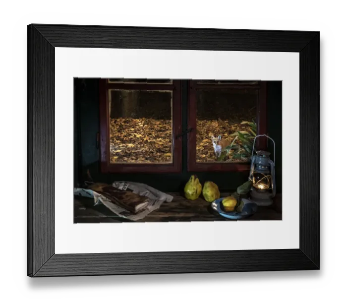 Framed Print : Red fox (Vulpes vulpes) vixen looking in through window of traditional cottage house, Vertes Mountains, Hungary Framed Print : Red fox (Vulpes vulpes) vixen looking in through window of traditional cottage house, Vertes Mountains, Hungary