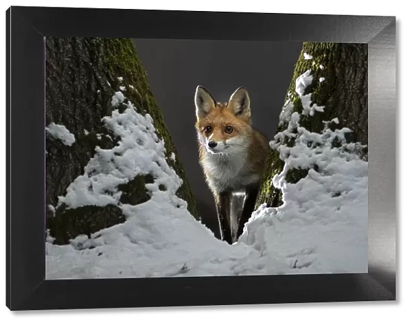 Red fox (Vulpes vulpes) vixen standing in fork of tree on snowy night, Vertes Mountains, Hungary