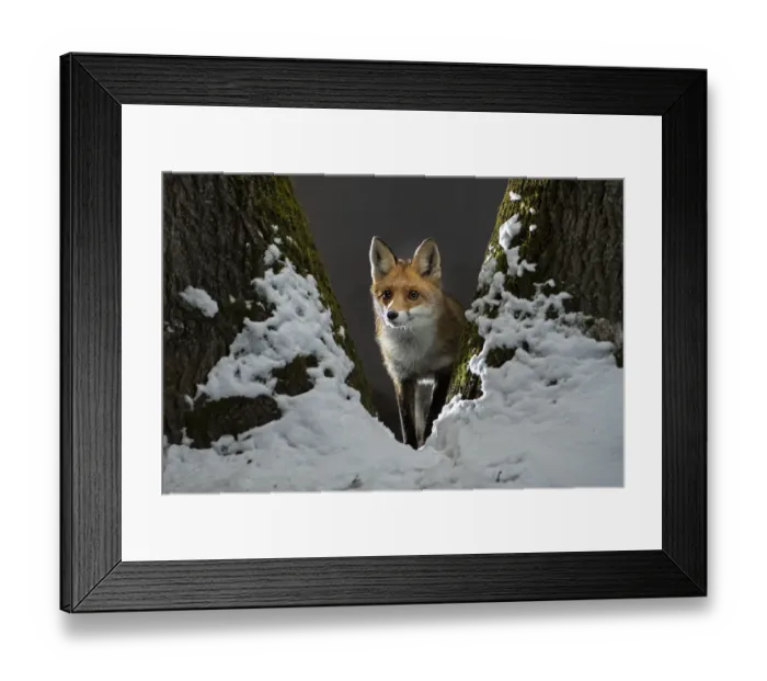 Framed Print : Red fox (Vulpes vulpes) vixen standing in fork of tree on snowy night, Vertes Mountains, Hungary
