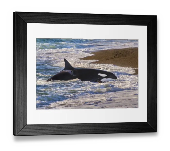 Framed Print : Killer whale / Orca (Orcinus orca) beached whilst hunting Sea lion (Otaria flavescens) close to the shore, Punta Norte Nature Reserve, Peninsula Valdes, Patagonia, Argentina, Atlantic Ocean Framed Print : Killer whale / Orca (Orcinus orca) beached whilst hunting Sea lion (Otaria flavescens) close to the shore, Punta Norte Nature Reserve, Peninsula Valdes, Patagonia, Argentina, Atlantic Ocean