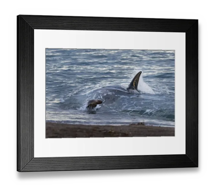 Framed Print : Killer whale / Orca (Orcinus orca) pursuing Sea lion (Otaria flavescens) close to the shore, Punta Norte Nature Reserve, Peninsula Valdes, Patagonia, Argentina, Atlantic Ocean Framed Print : Killer whale / Orca (Orcinus orca) pursuing Sea lion (Otaria flavescens) close to the shore, Punta Norte Nature Reserve, Peninsula Valdes, Patagonia, Argentina, Atlantic Ocean