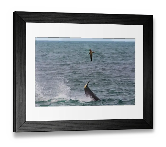 Framed Print : Killer whale / Orca (Orcinus orca) using tail to flip Sea lion (Otaria flavescens) prey out of the water, Punta Norte Nature Reserve, Peninsula Valdes, Patagonia, Argentina, Atlantic Ocean Framed Print : Killer whale / Orca (Orcinus orca) using tail to flip Sea lion (Otaria flavescens) prey out of the water, Punta Norte Nature Reserve, Peninsula Valdes, Patagonia, Argentina, Atlantic Ocean