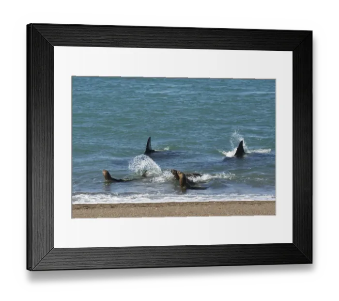 Framed Print : Two Killer whales / Orca (Orcinus orca) hunting Sea lions (Otaria flavescens) close to the shore, Punta Norte Nature Reserve, Peninsula Valdes, Patagonia, Argentina, Atlantic Ocean Framed Print : Two Killer whales / Orca (Orcinus orca) hunting Sea lions (Otaria flavescens) close to the shore, Punta Norte Nature Reserve, Peninsula Valdes, Patagonia, Argentina, Atlantic Ocean