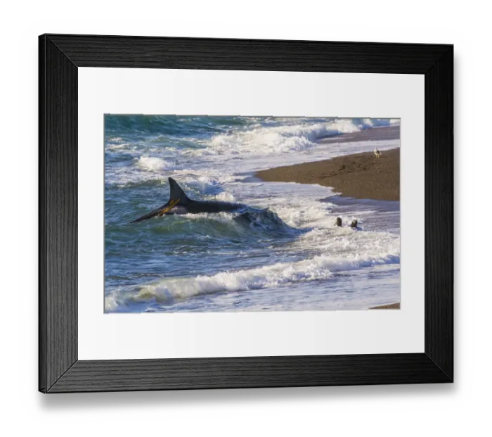 Framed Print : Killer whale / Orca (Orcinus orca) hunting Sea lions (Otaria flavescens) close to the shore, Punta Norte Nature Reserve, Peninsula Valdes, Patagonia, Argentina, Atlantic Ocean Framed Print : Killer whale / Orca (Orcinus orca) hunting Sea lions (Otaria flavescens) close to the shore, Punta Norte Nature Reserve, Peninsula Valdes, Patagonia, Argentina, Atlantic Ocean