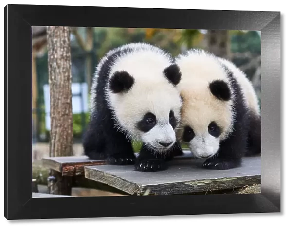 Giant panda (Ailuropoda melanoleuca) cubs, Yuandudu and Huanlili, aged 8 months, side by side, Beauval ZooPark, France, April, 2022. Captive