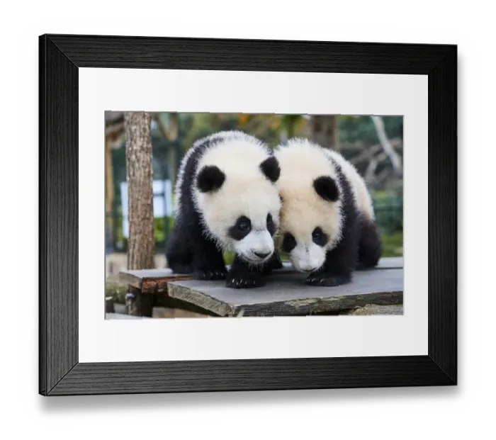 Framed Print : Giant panda (Ailuropoda melanoleuca) cubs, Yuandudu and Huanlili, aged 8 months, side by side, Beauval ZooPark, France, April, 2022. Captive