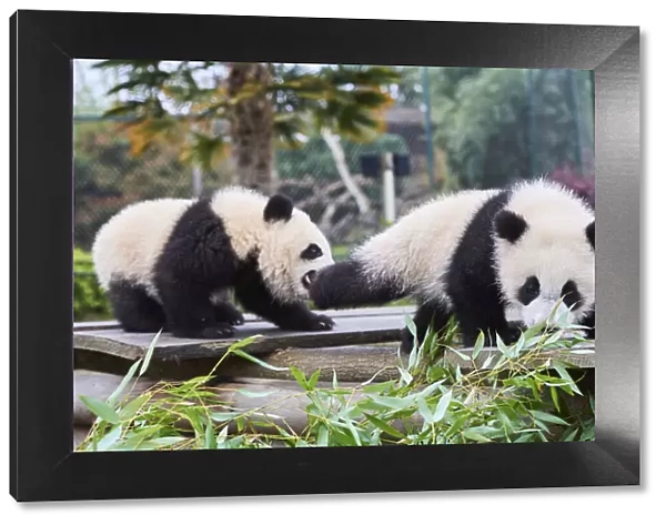 Giant panda (Ailuropoda melanoleuca) cubs Yuandudu and Huanlili, aged 8 months, playing together, Beauval ZooPark, France, April, 2022. Captive