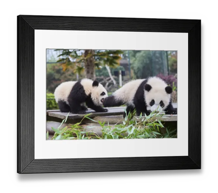 Framed Print : Giant panda (Ailuropoda melanoleuca) cubs Yuandudu and Huanlili, aged 8 months, playing together, Beauval ZooPark, France, April, 2022. Captive Framed Print : Giant panda (Ailuropoda melanoleuca) cubs Yuandudu and Huanlili, aged 8 months, playing together, Beauval ZooPark, France, April, 2022. Captive