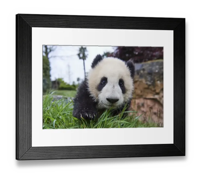 Framed Print : Giant panda (Ailuropoda melanoleuca) cub, Huanlili, aged 8 months, investigating the enclosure, Beauval ZooPark, France, April, 2022. Captive