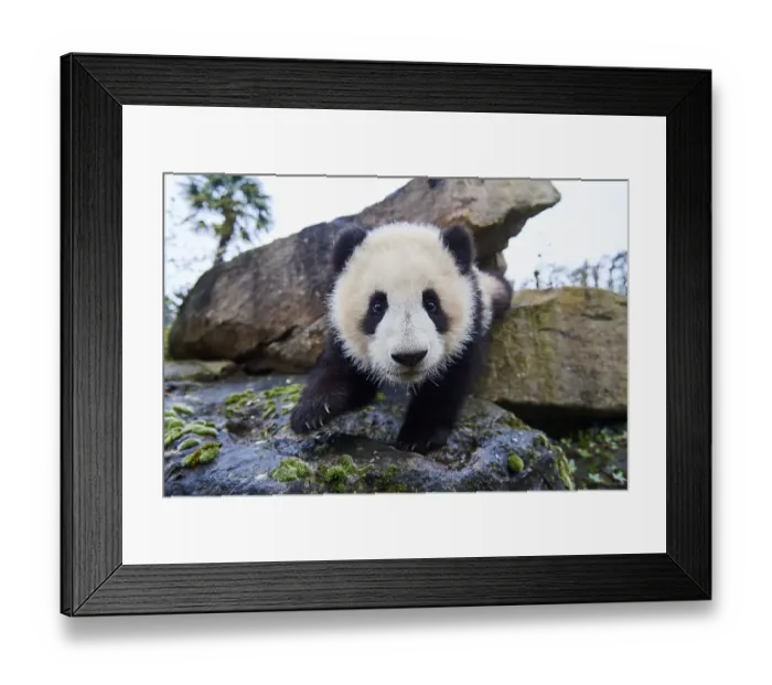 Framed Print : Giant panda (Ailuropoda melanoleuca) cub, Huanlili, aged 8 months, investigating the enclosure, Beauval ZooPark, France, April, 2022. Captive Framed Print : Giant panda (Ailuropoda melanoleuca) cub, Huanlili, aged 8 months, investigating the enclosure, Beauval ZooPark, France, April, 2022. Captive