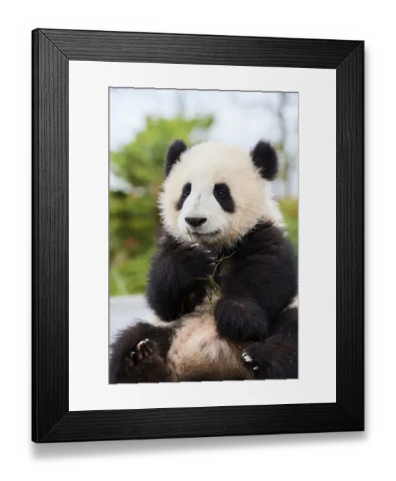 Framed Print : Giant panda (Ailuropoda melanoleuca) cub, Huanlili, aged 8 months, sitting down, holding bamboo, Beauval ZooPark, France, April, 2022. Captive Framed Print : Giant panda (Ailuropoda melanoleuca) cub, Huanlili, aged 8 months, sitting down, holding bamboo, Beauval ZooPark, France, April, 2022. Captive