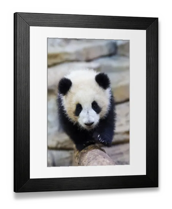 Framed Print : Giant panda (Ailuropoda melanoleuca) cub, Huanlili, aged 8 months, walking along a log, Beauval ZooPark, France, April, 2022. Captive Framed Print : Giant panda (Ailuropoda melanoleuca) cub, Huanlili, aged 8 months, walking along a log, Beauval ZooPark, France, April, 2022. Captive
