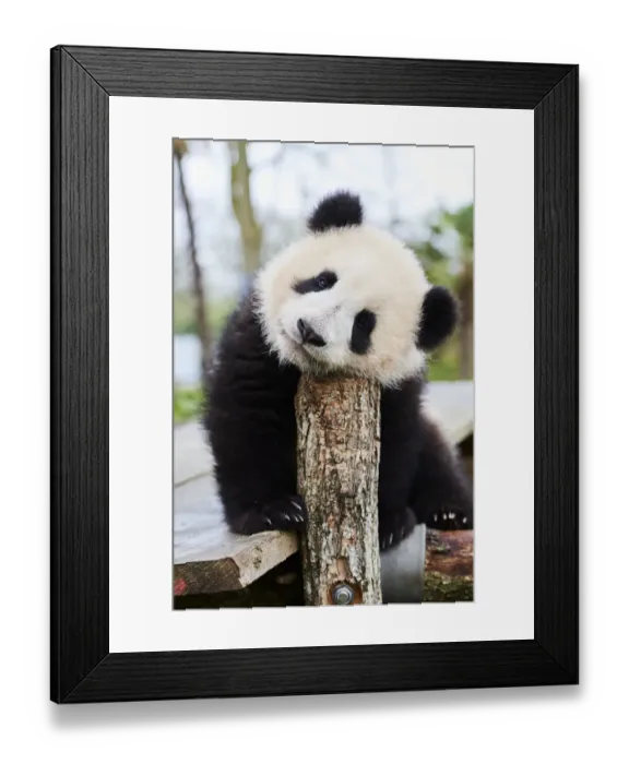Framed Print : Giant panda (Ailuropoda melanoleuca) cub, Huanlili, aged 8 months, sitting on wooden platform, Beauval ZooPark, France, April, 2022. Captive Framed Print : Giant panda (Ailuropoda melanoleuca) cub, Huanlili, aged 8 months, sitting on wooden platform, Beauval ZooPark, France, April, 2022. Captive