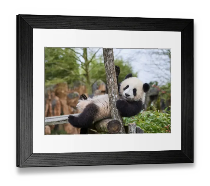 Framed Print : Giant panda (Ailuropoda melanoleuca) cub, Huanlili, aged 8 months, playing on wooden climbing frame, Beauval ZooPark, France, April, 2022. Captive Framed Print : Giant panda (Ailuropoda melanoleuca) cub, Huanlili, aged 8 months, playing on wooden climbing frame, Beauval ZooPark, France, April, 2022. Captive